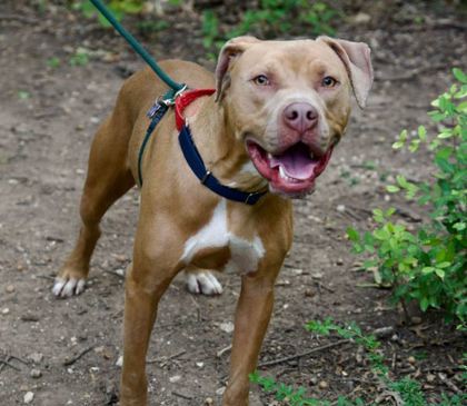 Austin, an adoptable Mixed Breed in Dallas, TX_image-2