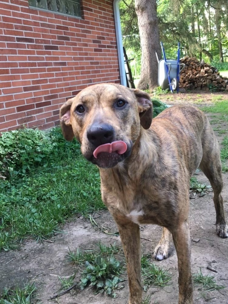 Pearl, an adoptable German Shepherd Dog in South Bend, IN, 46660 | Photo Image 2