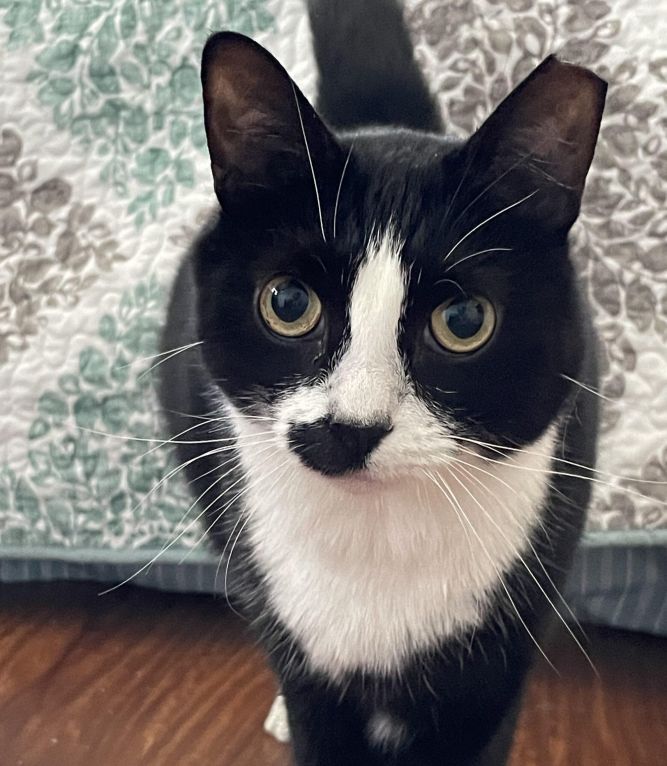 Cochita