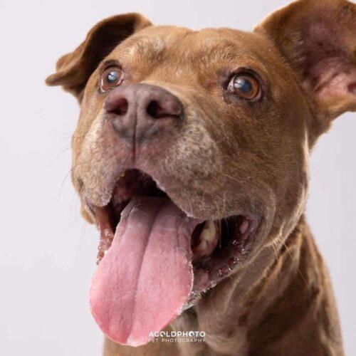Lucy, an adoptable Chocolate Labrador Retriever & American Staffordshire Terrier Mix in Tampa, FL_image-4