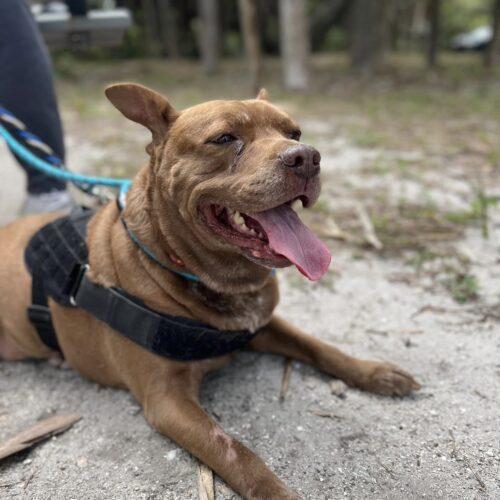 Lucy, an adoptable Chocolate Labrador Retriever & American Staffordshire Terrier Mix in Tampa, FL_image-6