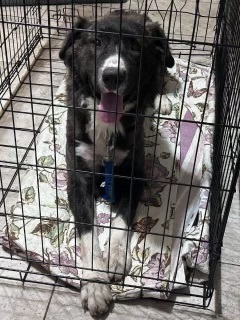 Benders, an adoptable Border Collie Mix in Dallas, TX_image-2