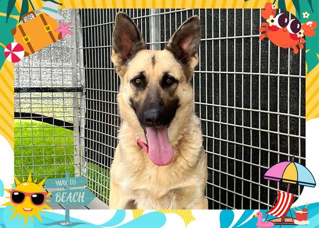 BONITA, an adoptable German Shepherd Dog in Ojai, CA, 93023 | Photo Image 1