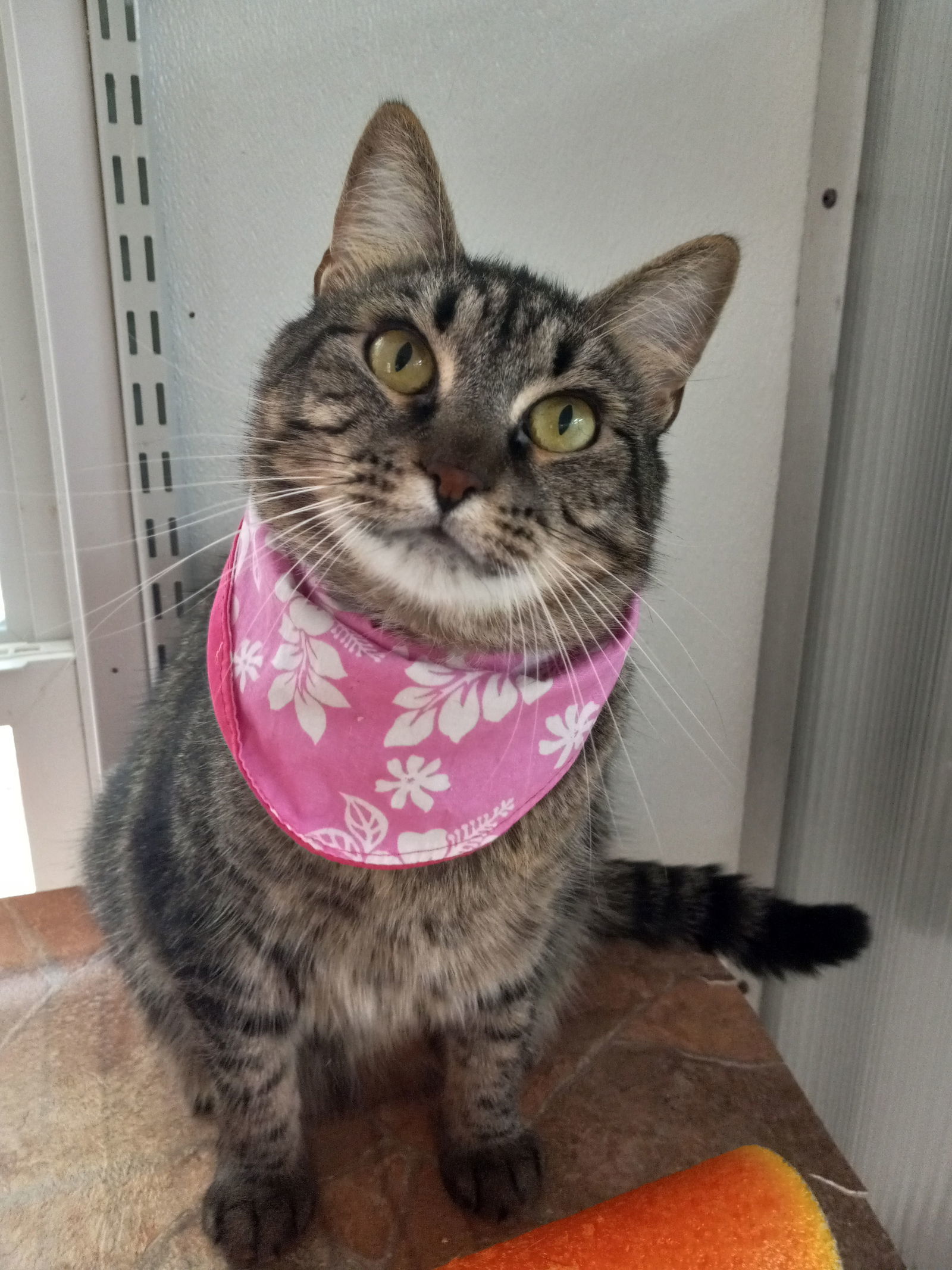 Hazel, an adoptable Domestic Short Hair in Winton, NC, 27986 | Photo Image 1