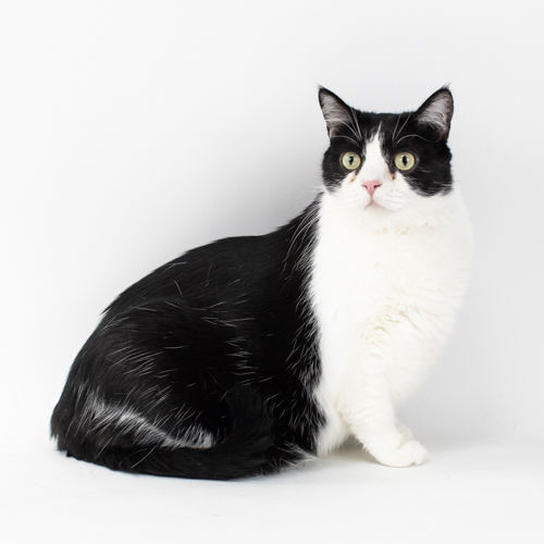 Pizazz, an adoptable Domestic Short Hair in Florence, AZ, 85132 | Photo Image 1