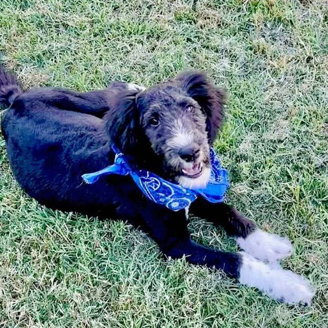 Ace, an adopted Aussiedoodle Mix in Oklahoma City, OK_image-3