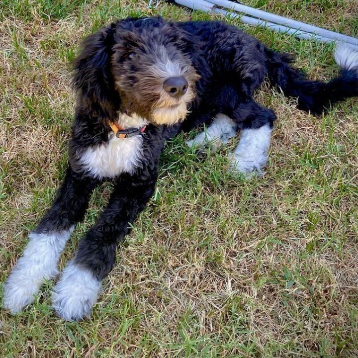 Ace, an adopted Aussiedoodle Mix in Oklahoma City, OK_image-4