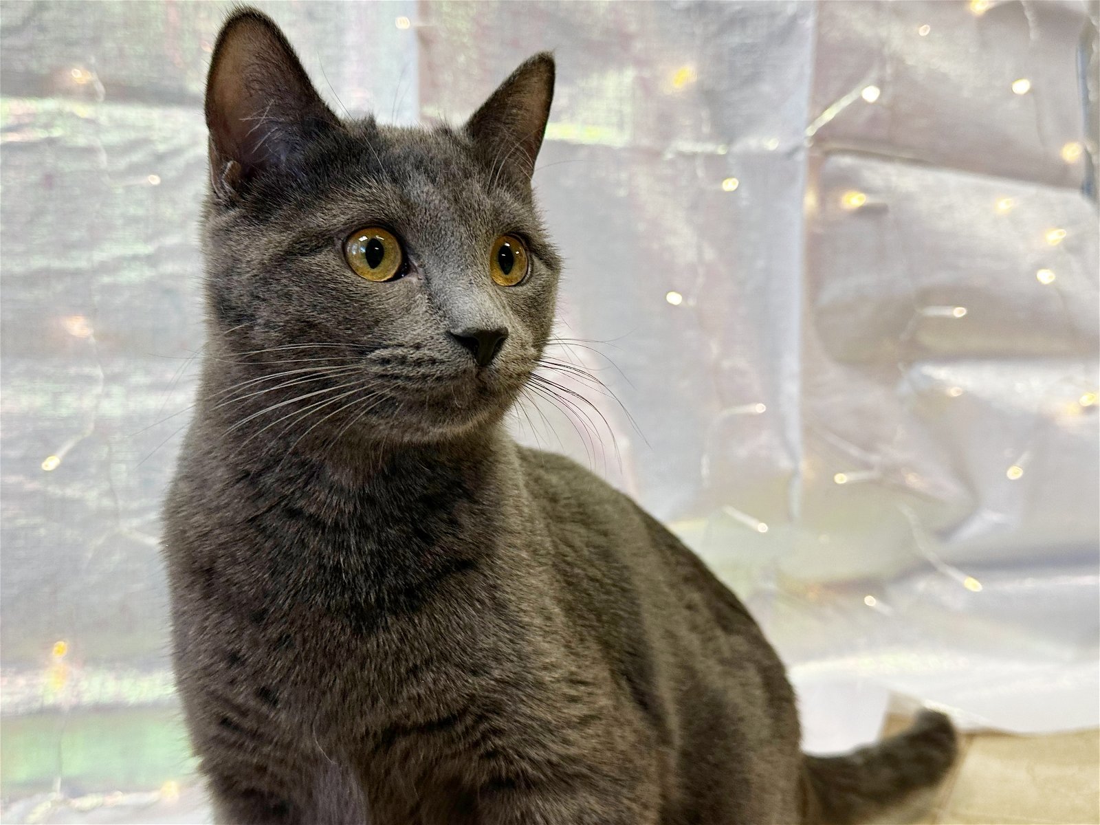 Madrid, an adoptable Domestic Short Hair in Laramie, WY, 82073 | Photo Image 2