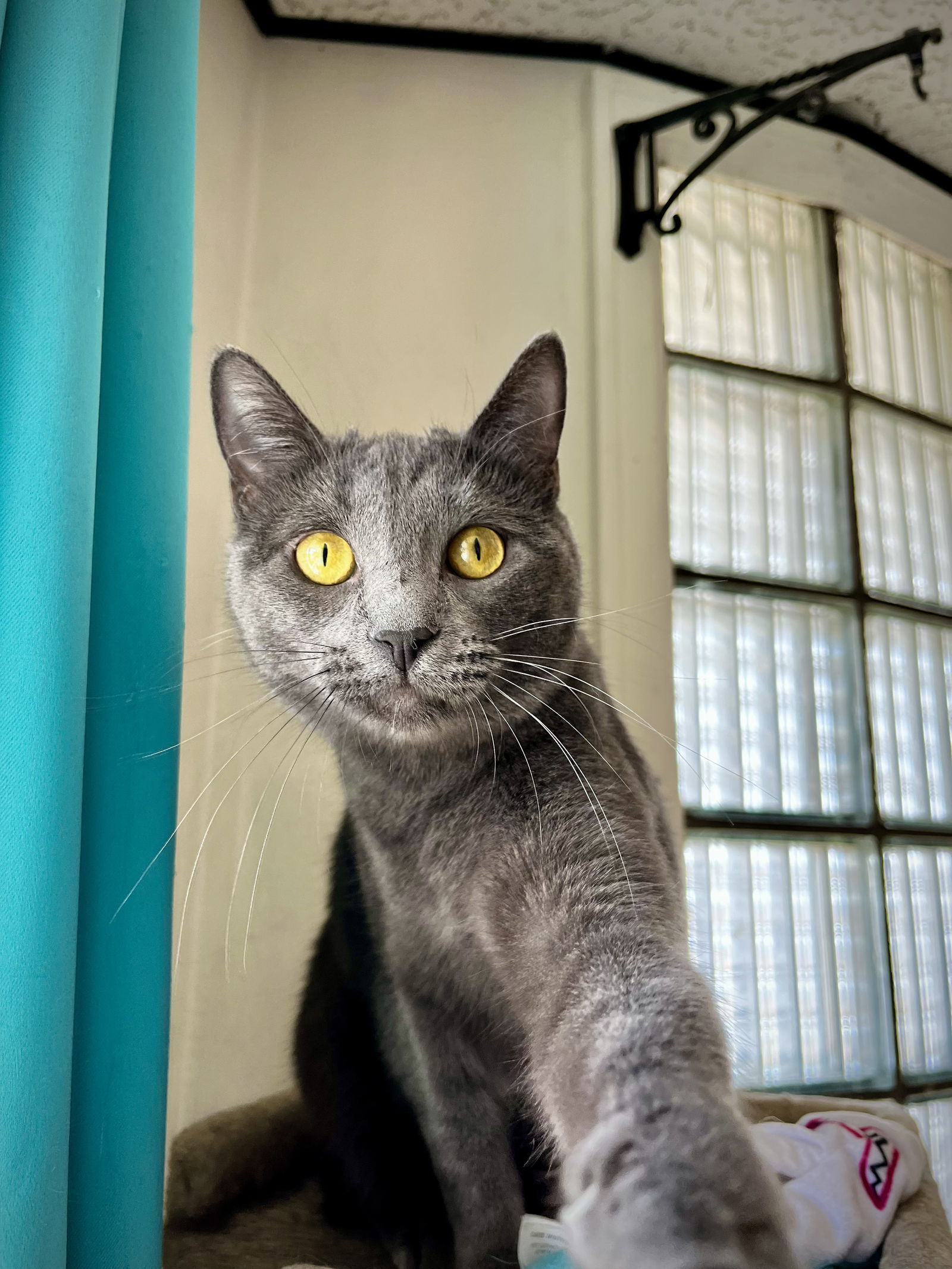 Madrid, an adoptable Domestic Short Hair in Laramie, WY, 82073 | Photo Image 2