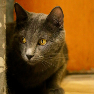 Madrid, an adoptable Domestic Short Hair in Laramie, WY, 82073 | Photo Image 3