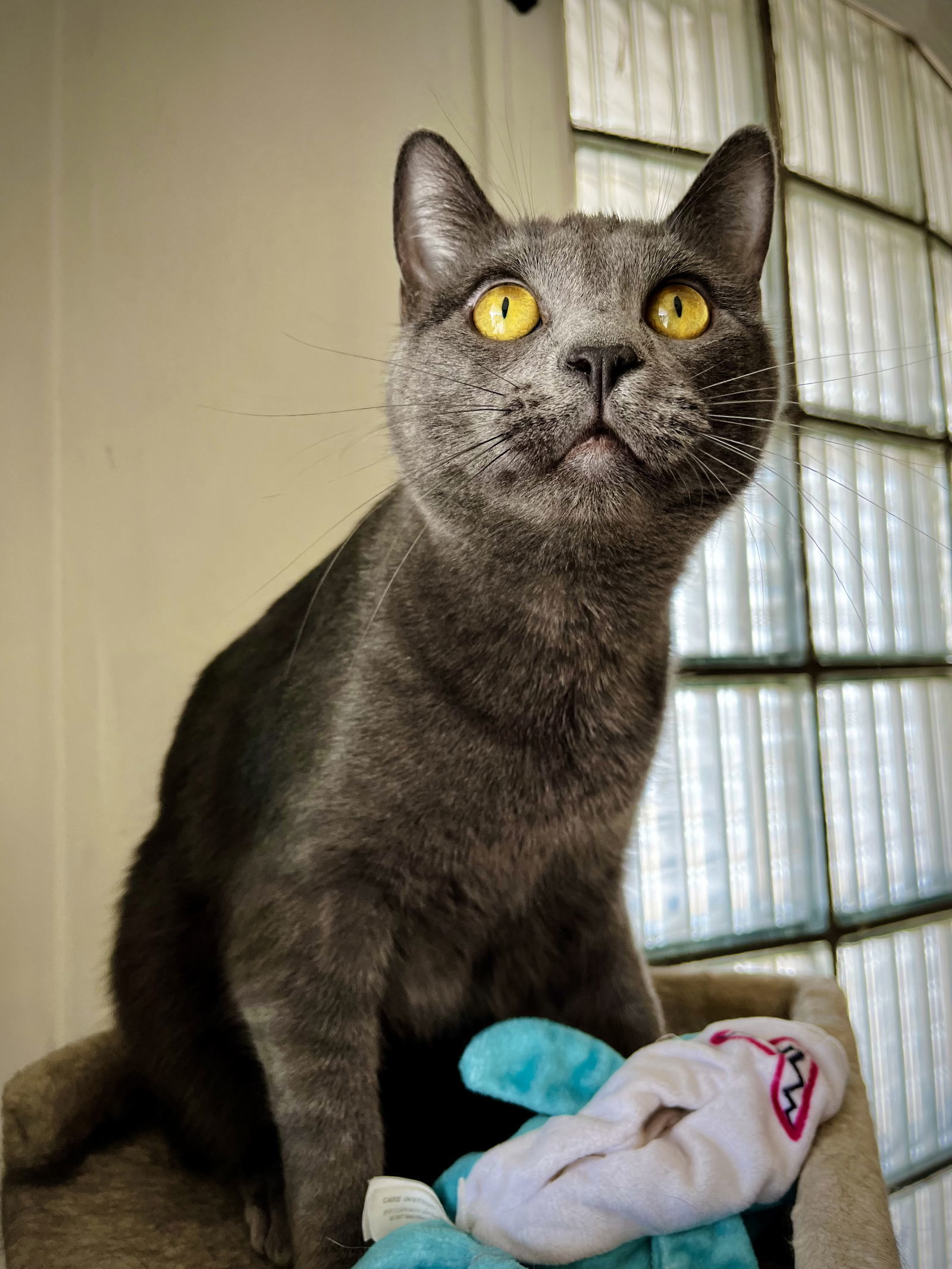 Madrid, an adoptable Domestic Short Hair in Laramie, WY, 82073 | Photo Image 3