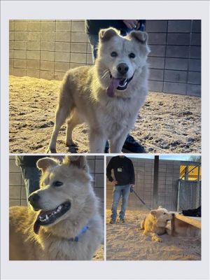 ZEPPELIN*, Adult Male Husky