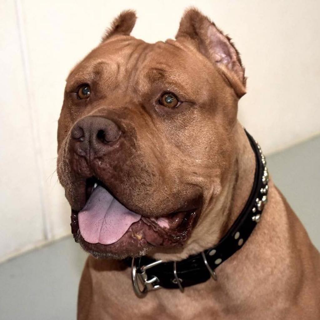 Magoo, an adoptable Staffordshire Bull Terrier in St. Charles, MO, 63303 | Photo Image 1