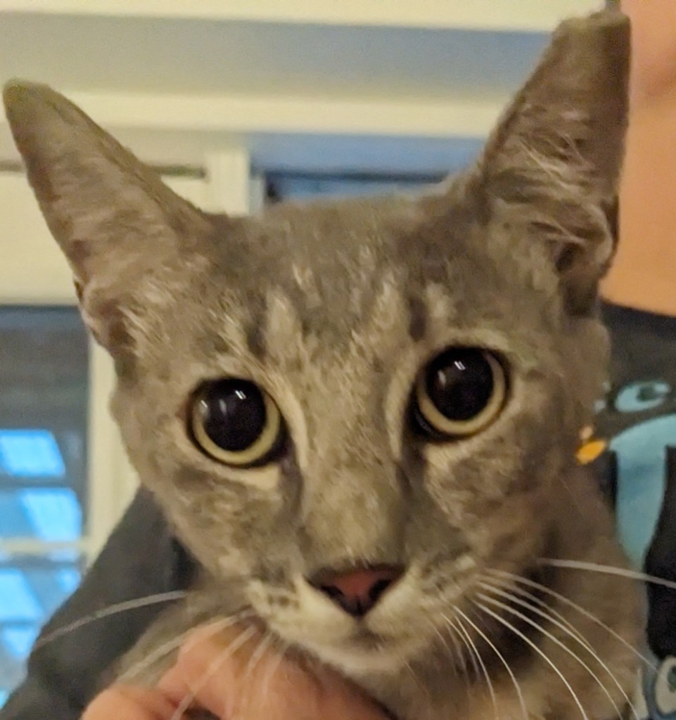 Willow, an adoptable Domestic Short Hair in St. Augustine, FL, 32084 | Photo Image 1