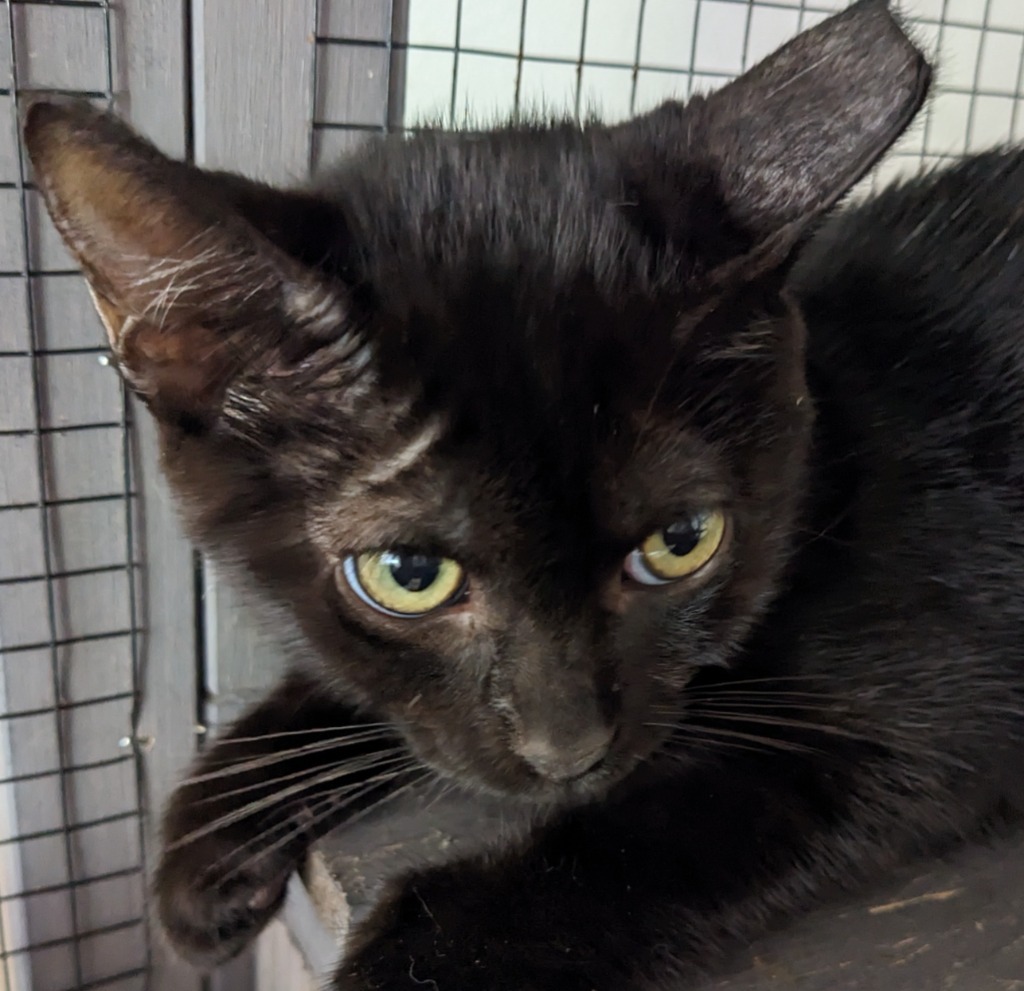 PeWee, an adoptable Domestic Short Hair in St. Augustine, FL, 32084 | Photo Image 1