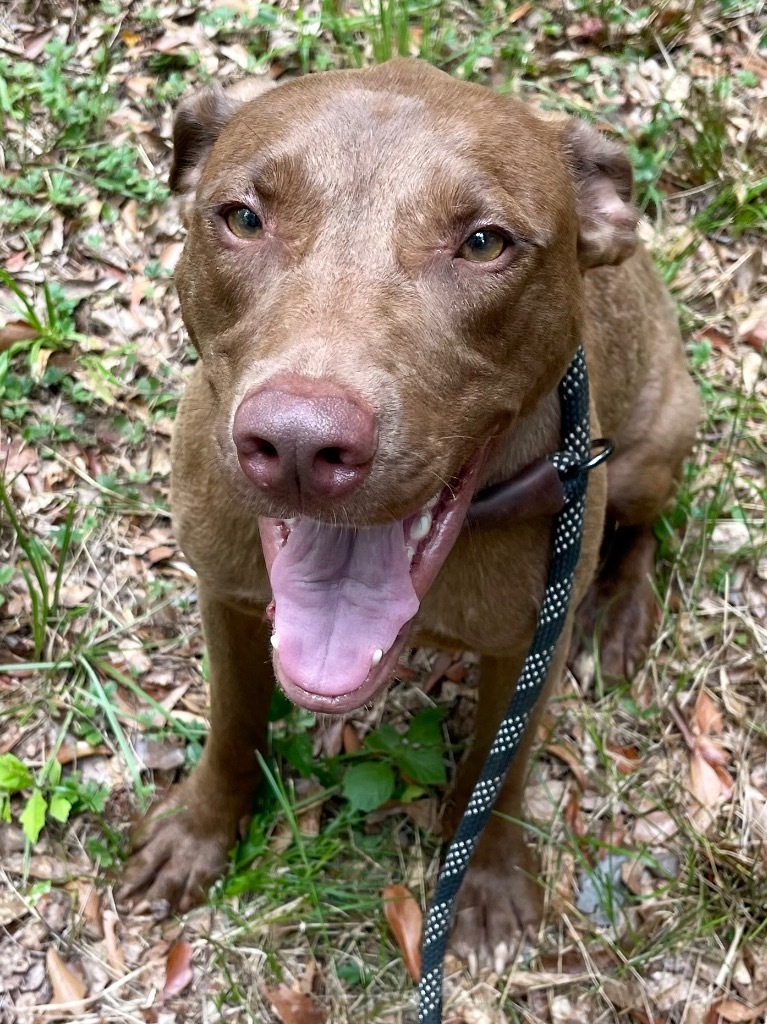 Charlie, an adoptable Weimaraner in Forsyth, GA, 31029 | Photo Image 1