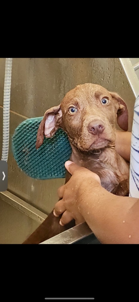 Charlie, an adoptable Weimaraner in Forsyth, GA, 31029 | Photo Image 2