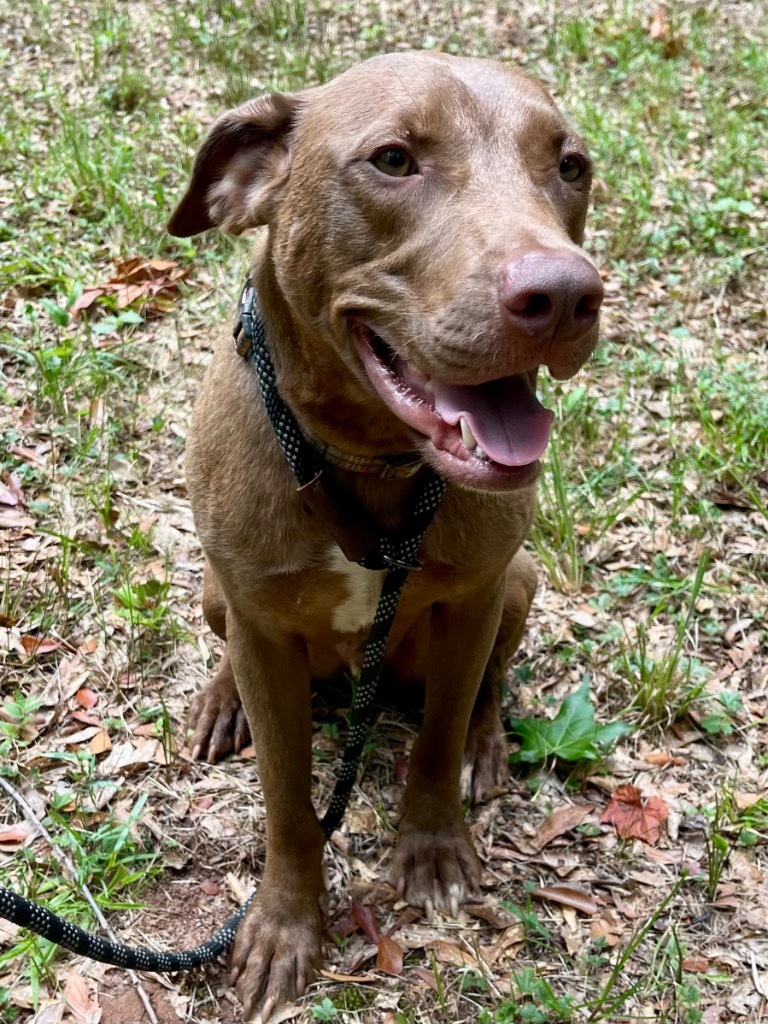 Charlie, an adoptable Weimaraner in Forsyth, GA, 31029 | Photo Image 3