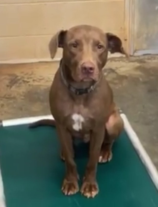 Charlie, an adoptable Weimaraner in Forsyth, GA, 31029 | Photo Image 4