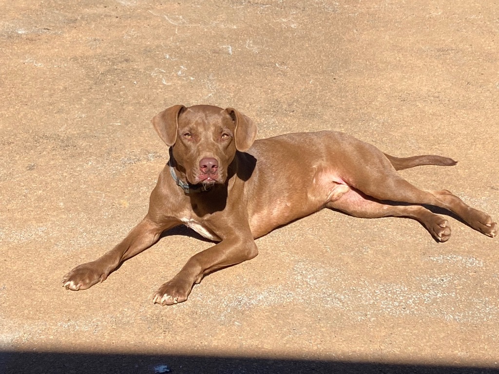 Charlie, an adoptable Weimaraner in Forsyth, GA, 31029 | Photo Image 5