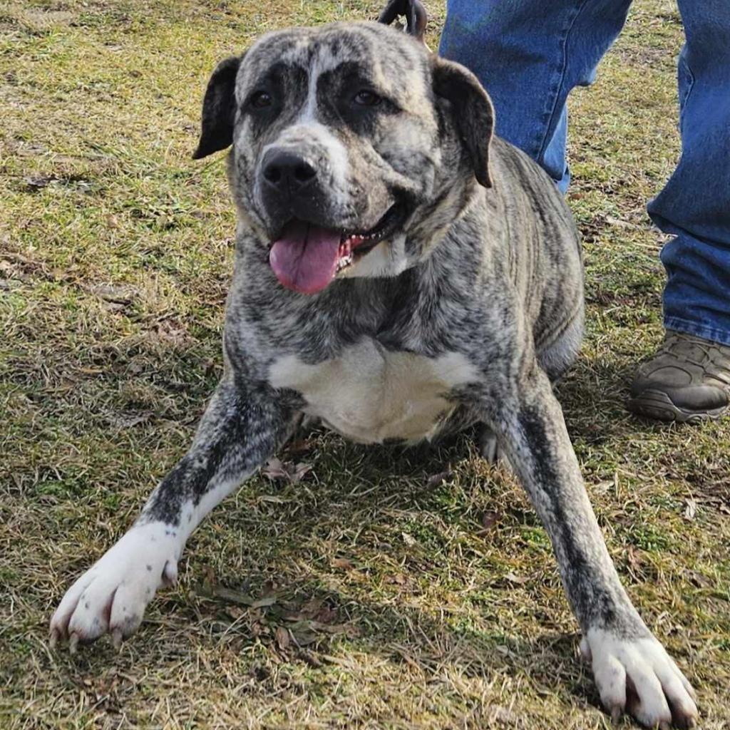Jellyroll, an adoptable Mastiff in Flintstone, MD, 21530 | Photo Image 1