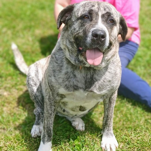 Jellyroll, an adoptable Mastiff in Flintstone, MD, 21530 | Photo Image 1