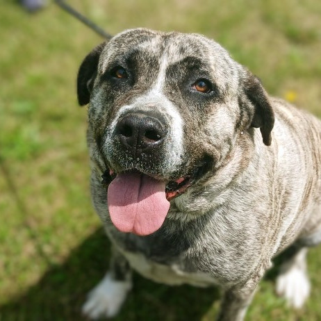 Jellyroll, an adoptable Mastiff in Flintstone, MD, 21530 | Photo Image 1