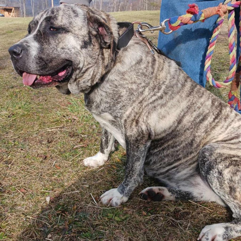 Jellyroll, an adoptable Mastiff in Flintstone, MD, 21530 | Photo Image 2