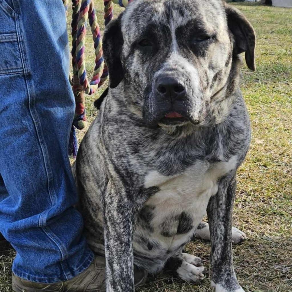 Jellyroll, an adoptable Mastiff in Flintstone, MD, 21530 | Photo Image 3