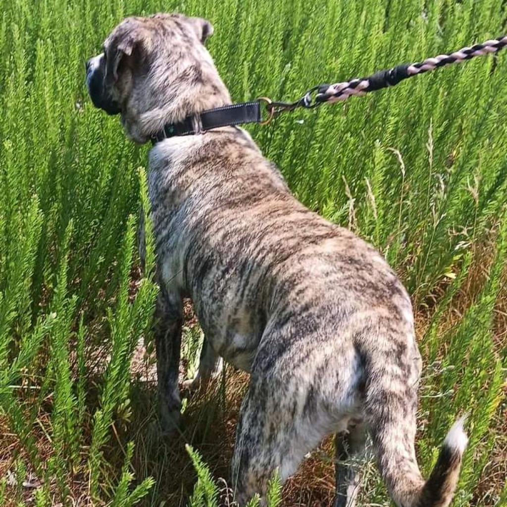 Jellyroll, an adoptable Mastiff in Flintstone, MD, 21530 | Photo Image 3