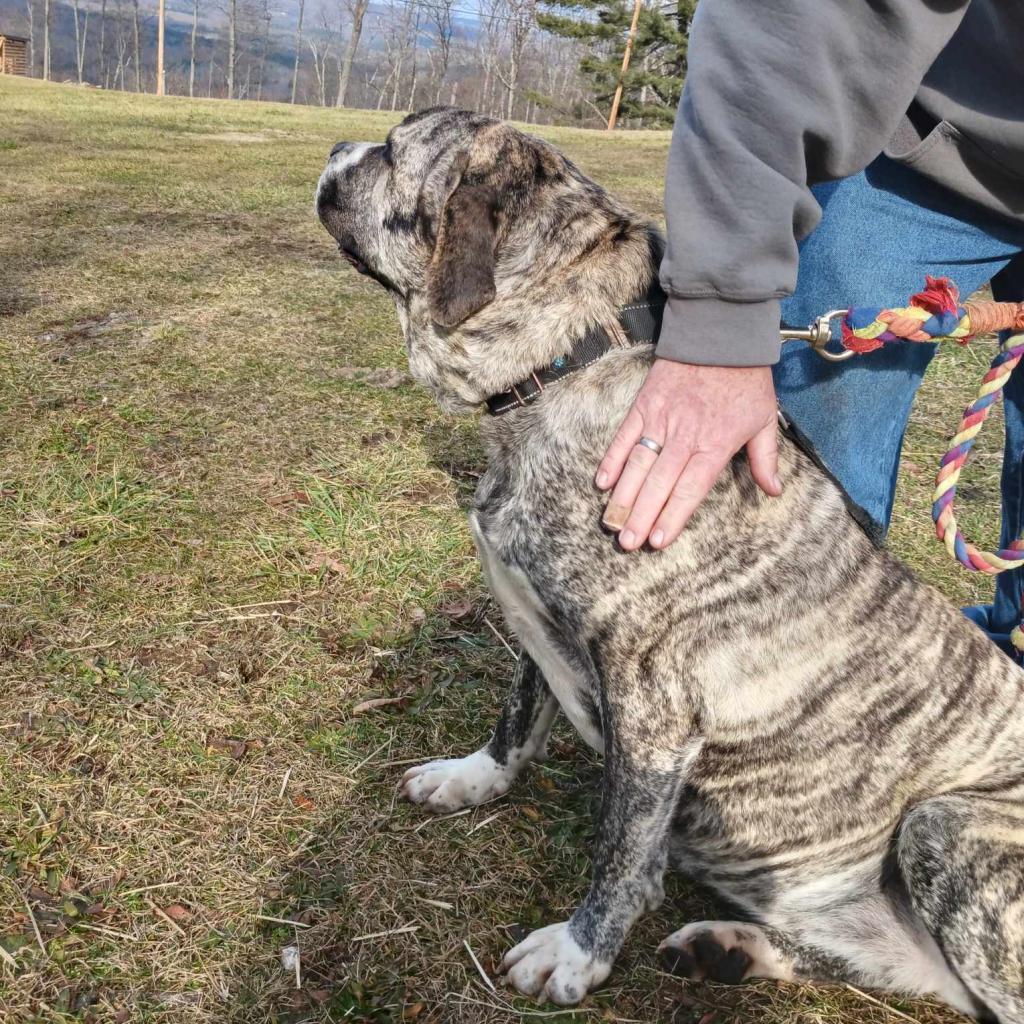 Jellyroll, an adoptable Mastiff in Flintstone, MD, 21530 | Photo Image 4