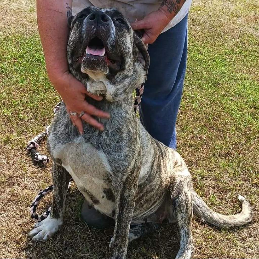 Jellyroll