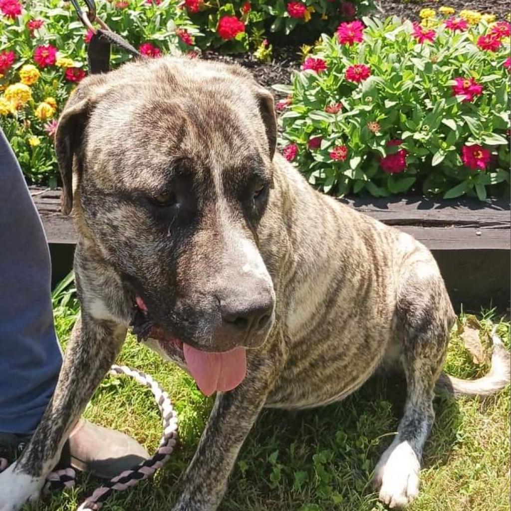 Jellyroll, an adoptable Mastiff in Flintstone, MD, 21530 | Photo Image 5