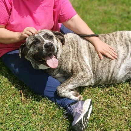 Jellyroll, an adoptable Mastiff in Flintstone, MD, 21530 | Photo Image 6
