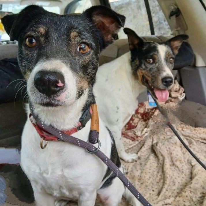 Minnie, an adoptable Mixed Breed in Flintstone, MD, 21530 | Photo Image 1