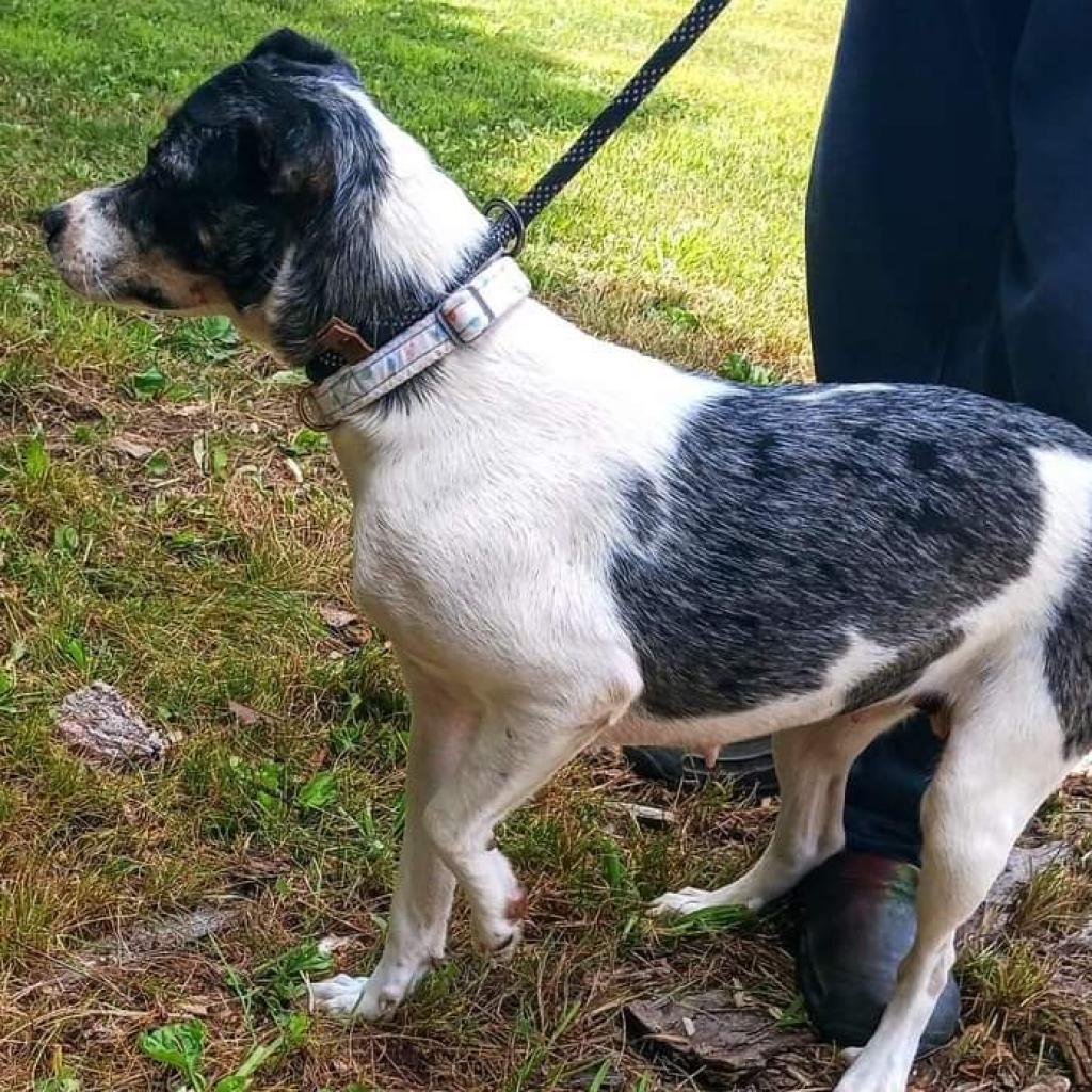 Minnie, an adoptable Mixed Breed in Flintstone, MD, 21530 | Photo Image 2