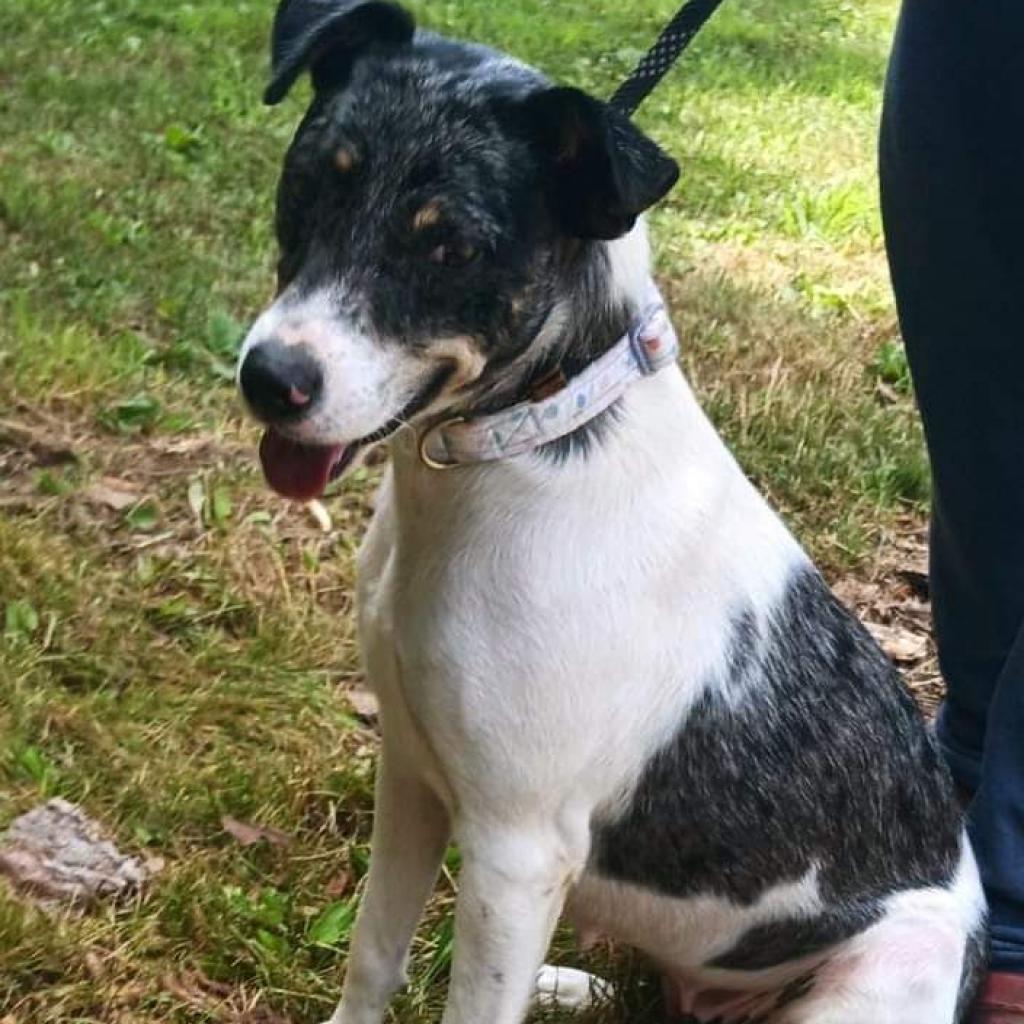 Minnie, an adoptable Mixed Breed in Flintstone, MD, 21530 | Photo Image 3