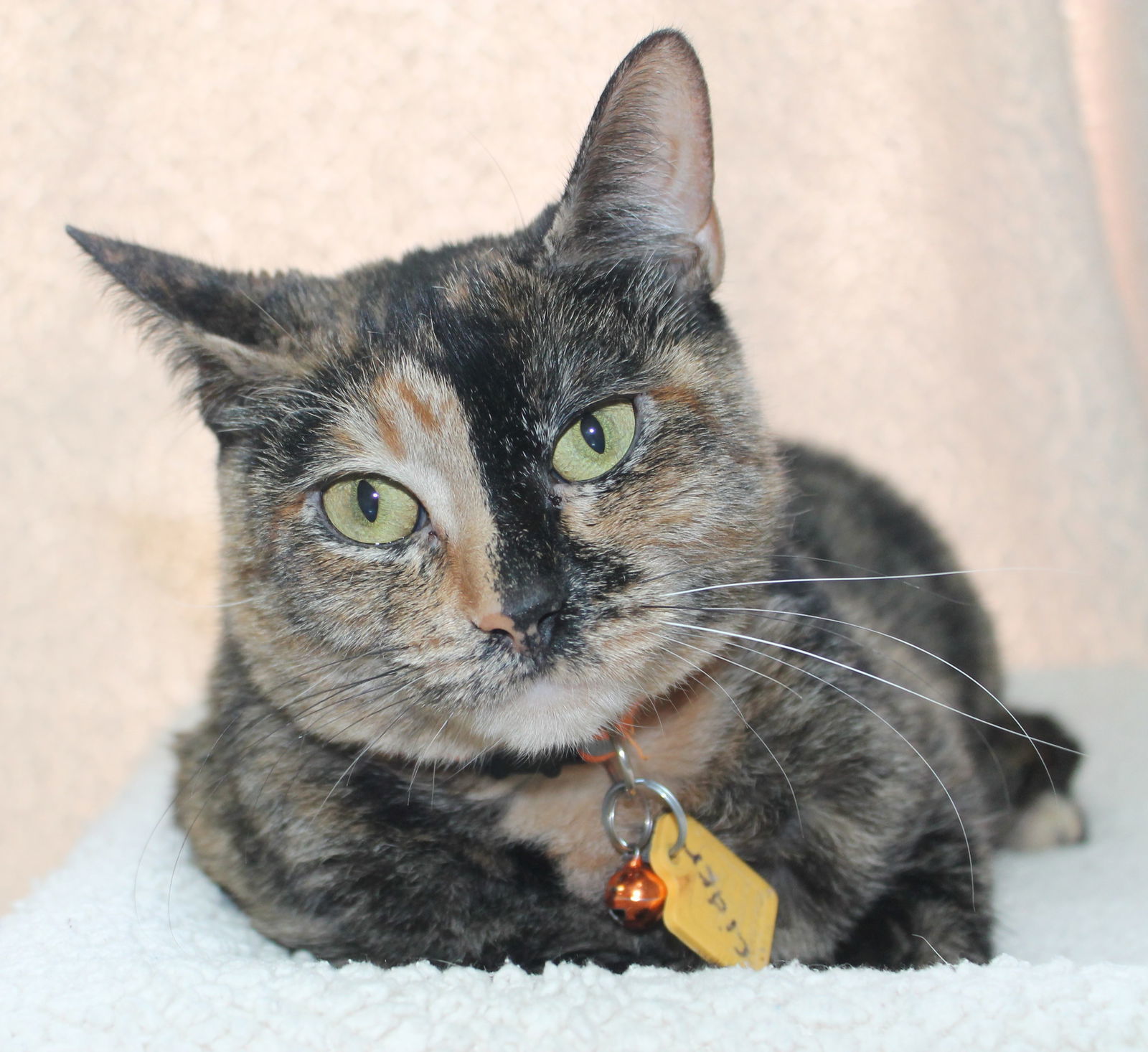 Cider - 37865, an adoptable Domestic Short Hair, Tortoiseshell in Prattville, AL, 36067 | Photo Image 1