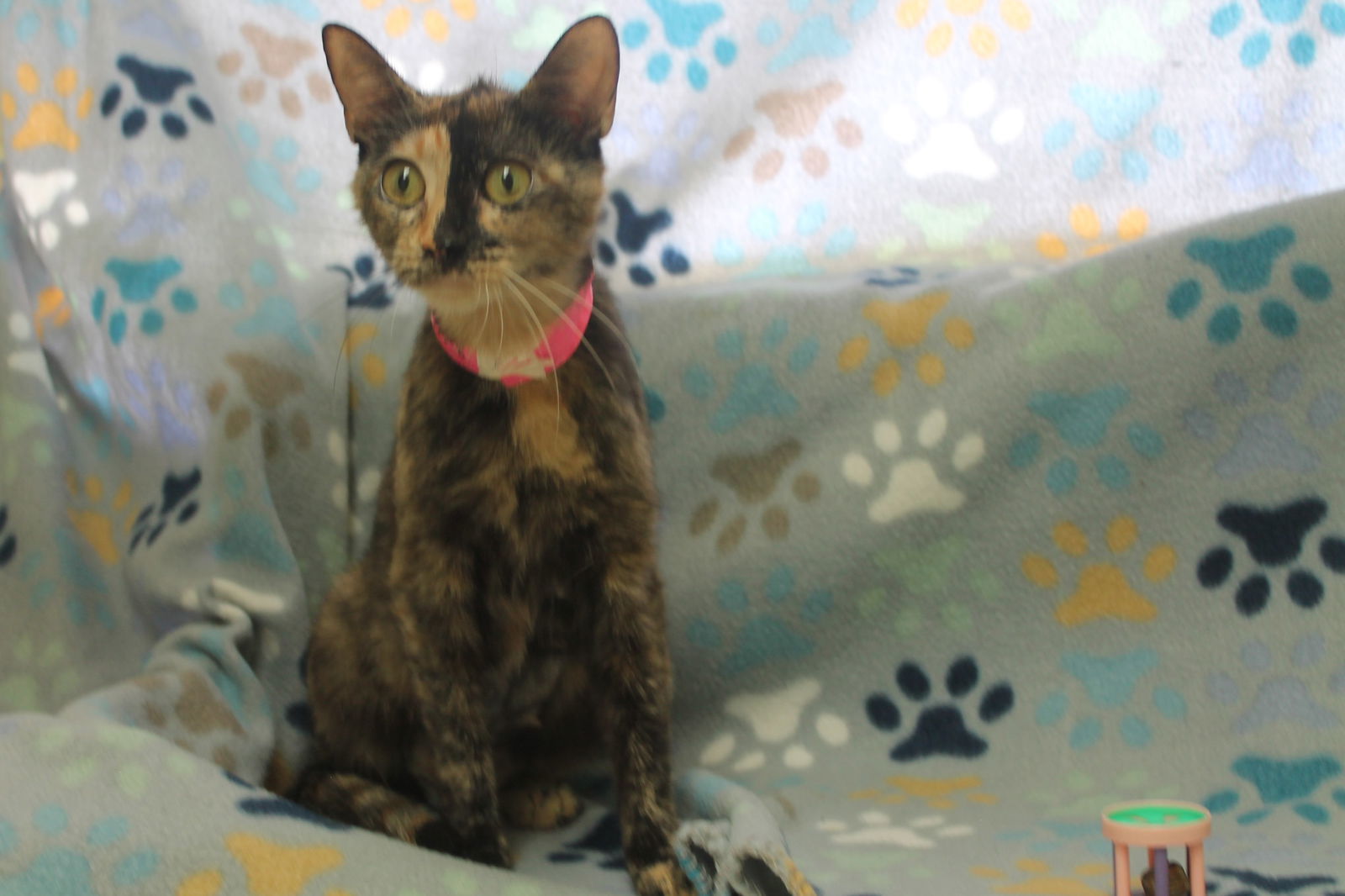 Cider - 37865, an adoptable Domestic Short Hair, Tortoiseshell in Prattville, AL, 36067 | Photo Image 2