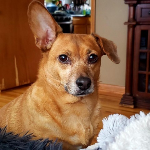 Harper Lee, an adoptable Chihuahua, Dachshund in Rochester, MN, 55903 | Photo Image 1