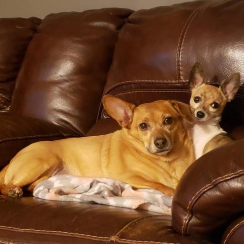 Harper Lee, an adoptable Chihuahua, Dachshund in Rochester, MN, 55903 | Photo Image 2