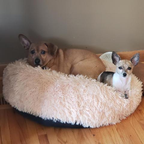 Harper Lee, an adoptable Chihuahua, Dachshund in Rochester, MN, 55903 | Photo Image 2