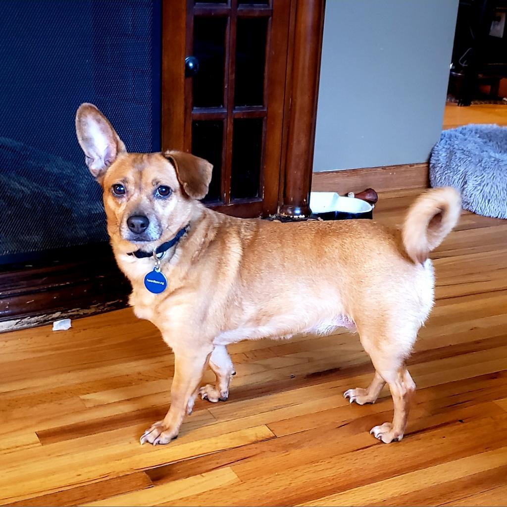 Harper Lee, an adoptable Chihuahua, Dachshund in Rochester, MN, 55903 | Photo Image 3