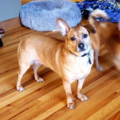 Harper Lee, an adoptable Chihuahua, Dachshund in Rochester, MN, 55903 | Photo Image 5