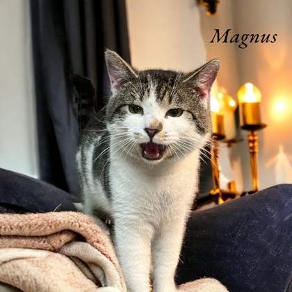 Magnus, an adoptable Domestic Short Hair in Cumberland, MD_image-1
