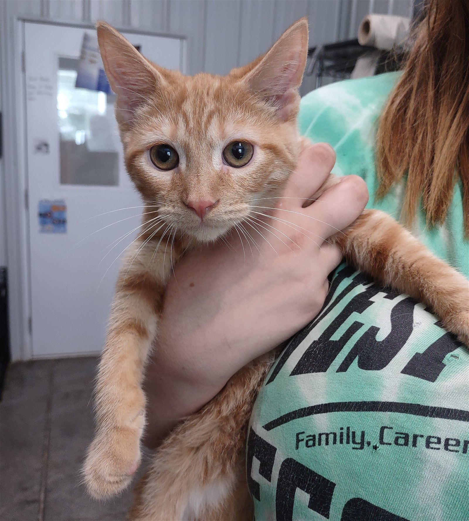 Craigslist Terre Haute Indiana Pets - 41a9xfy