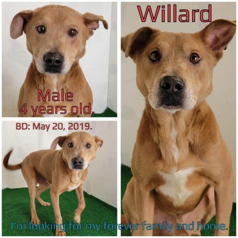 Willard 1