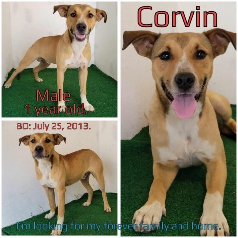 Corvin 1