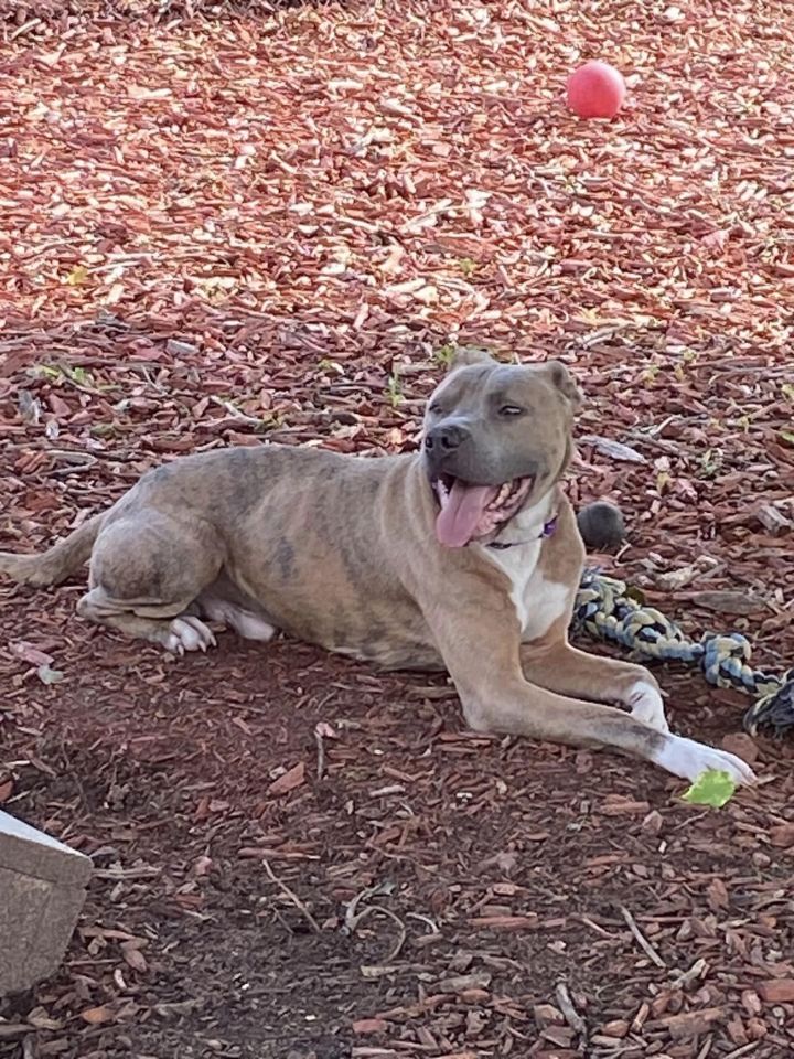 Elijah, an adoptable Pit Bull Terrier Mix in Belleville, MI_image-2