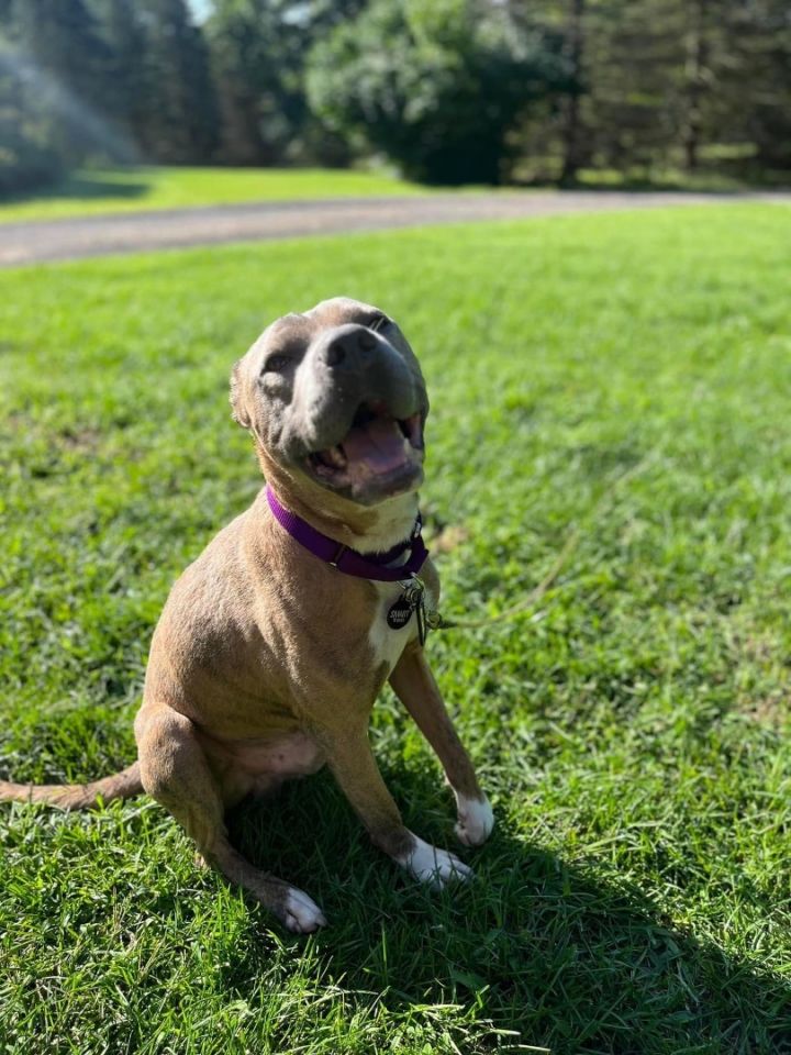 Elijah, an adoptable Pit Bull Terrier Mix in Belleville, MI_image-1